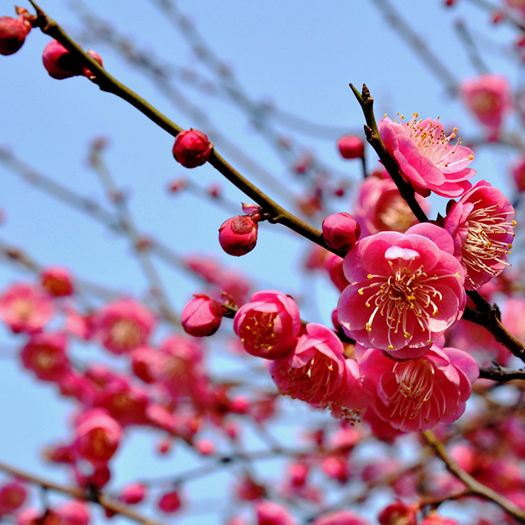 基地批发红梅树苗园林绿化苗木庭院种植观赏植物耐寒梅花树易种植
