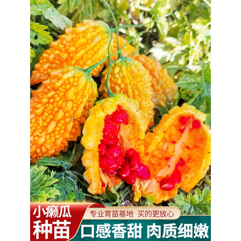 金铃子赖葡萄金癞瓜种籽四季金玲子秧苦瓜幼蔬菜孑癞秧