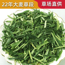 兔子草料2件包邮新草嫩绿草段干荷兰猪豚鼠饲料天竺鼠龙猫500g