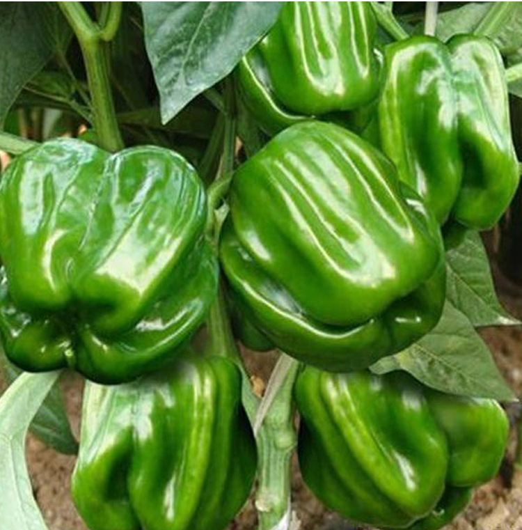 灯笼型香辣皱皮种籽麻辣椒种子春夏秋冬四季阳台盆栽蔬菜种孑包邮