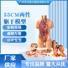 厂家供应 55CM人体解剖模型器官可拆卸医学教学人体两性躯干模型