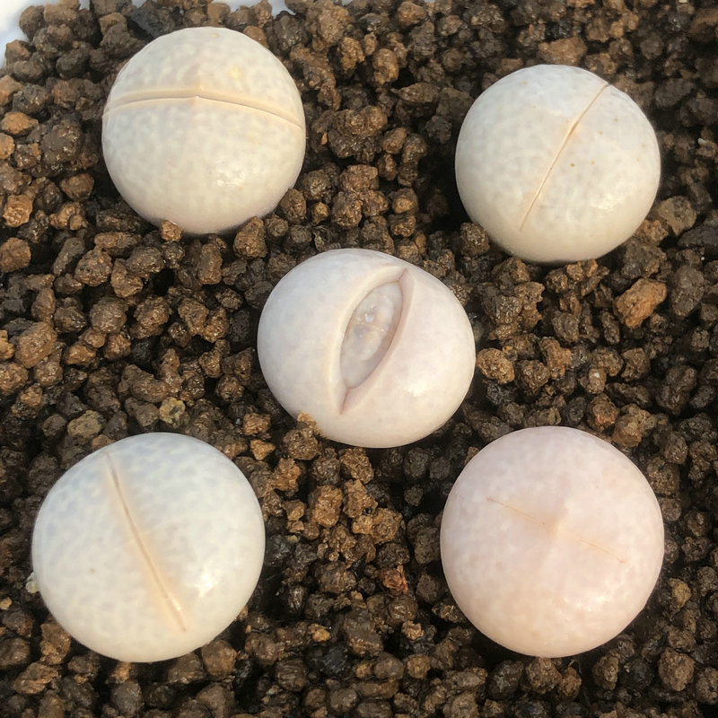 多肉植物批发摆地摊高尔夫1.5厘米以上番杏科多肉生石花屁屁花