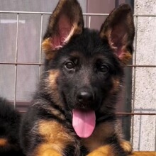 纯种赛系双血统德国牧羊犬幼犬活体赛级锤系德牧家养狼狗宠物警犬
