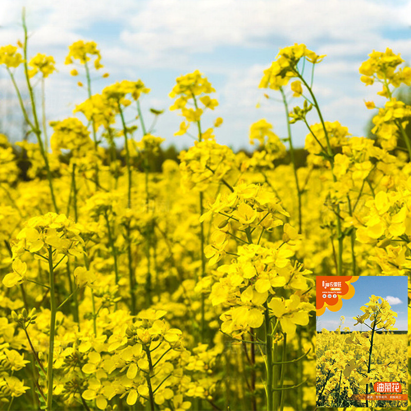 油菜花种籽食用耐寒耐旱春油菜花籽榨油菜籽高产室外花海芸臺种子