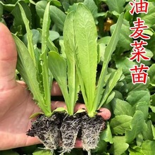 油麦菜苗秧苗麦香味油麦菜广东小叶圆叶香甜生菜苗水培四季蔬菜苗