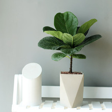 北京 琴叶榕盆栽 北欧ins室内中型落地大叶植物 家居喜阳客厅绿植
