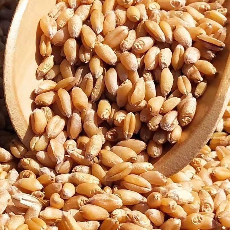 农家小麦粒榨汁小麦钓鱼饵鸡鸭鹅鸟饲料干麦粒一斤2.99元5斤批发1