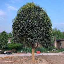 桂花树苗地栽大型桂花树庭院浓香型桂花金桂丹桂四季桂盆栽桂花苗