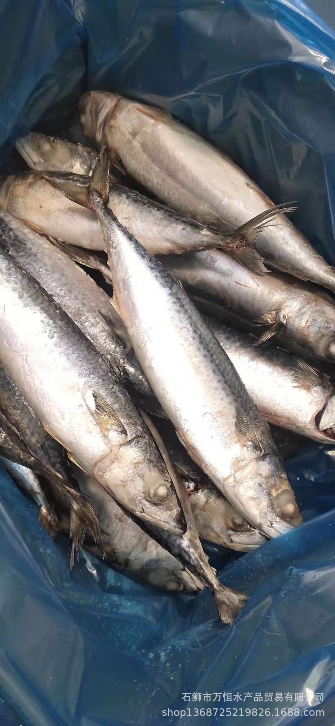 石狮万恒批发北太平洋鲭鱼大规格400-600g 净重9.5公斤一件