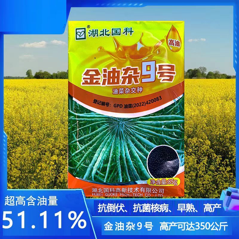 金油杂9号原装油菜籽早熟高产量抗倒抗病油菜种子超高含油量
