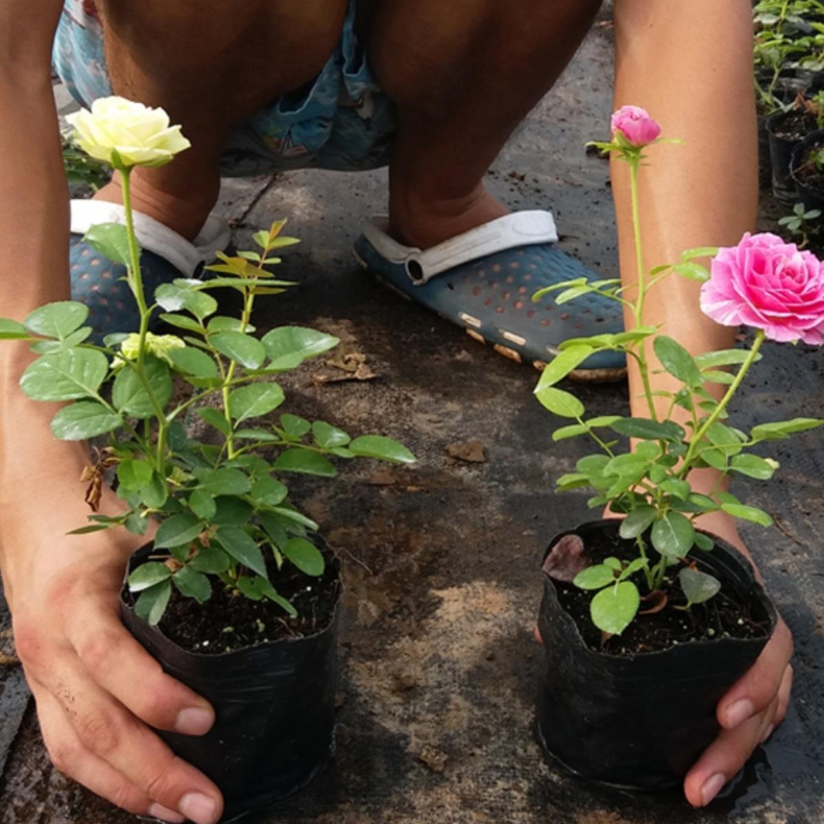 月季花苗爬藤开花植物特大花卉盆栽绿植四季玫瑰果汁阳台藤本蔷薇