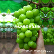 阳光玫瑰葡萄苗无籽日本香印葡萄树苗晴王南北方种植果树当年结果