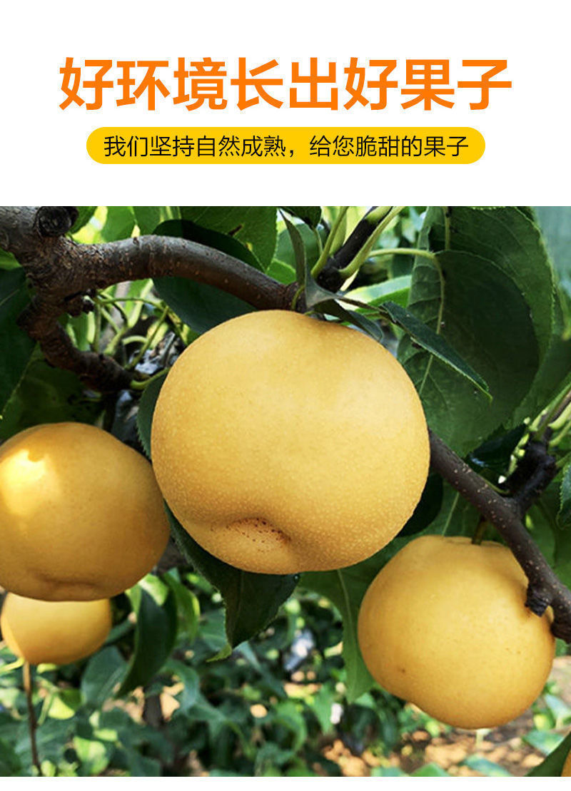山东丰水梨黄皮梨水果整箱批发黄花梨秋月梨超甜冰糖雪梨当季水果