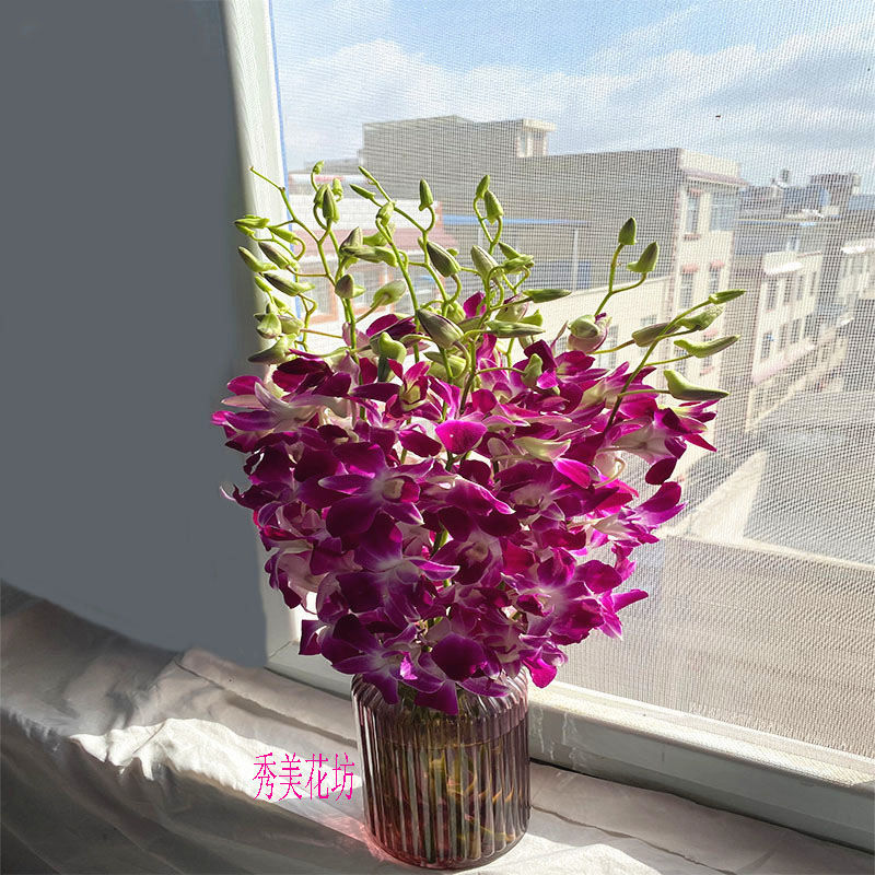 泰国进口洋兰鲜花花束鲜切花插花水养节日家用商务办公装饰直批