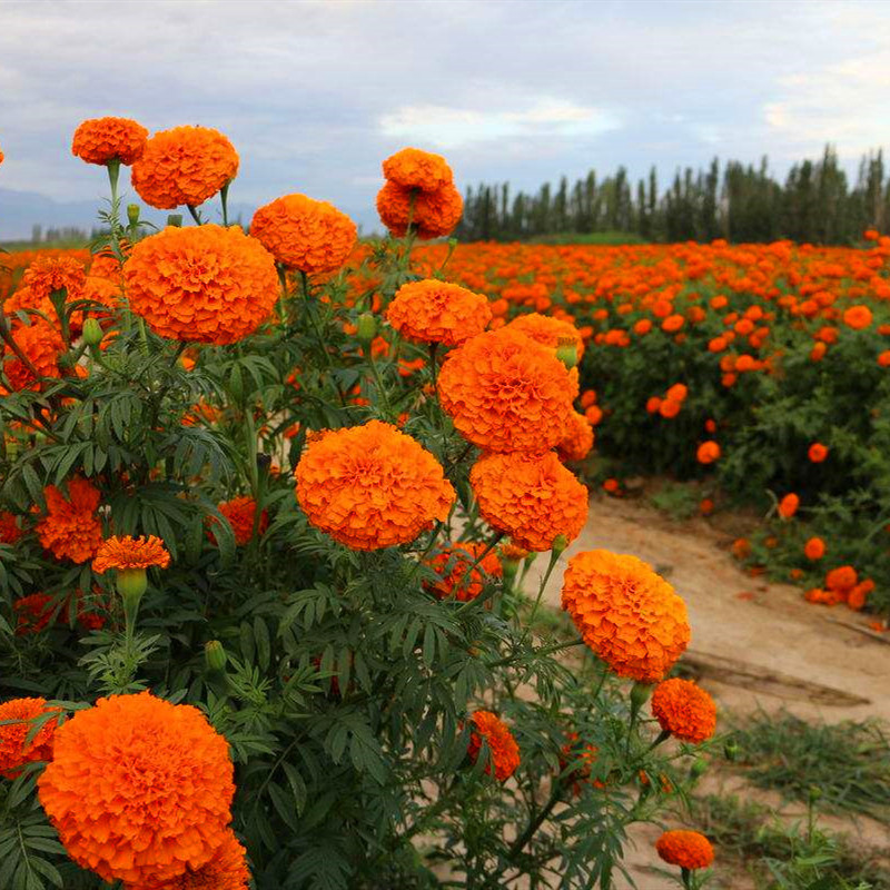万寿菊种子菊花种子四季易活混色臭芙蓉花种籽子驱蚊盆栽种籽花孑