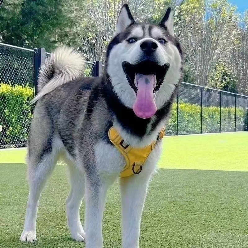 哈士奇幼犬纯种烟灰色梦幻色蓝眼二哈雪橇犬活体家养宠物狗狗幼崽