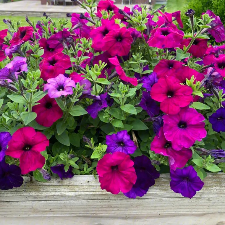 矮牵牛盆栽 灵芝牡丹 毽子花 矮喇叭 番薯花 花境植物 工程苗木