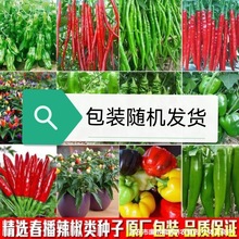辣椒种子大全线椒螺丝椒朝天椒甜椒种籽原装种子大全批发代发