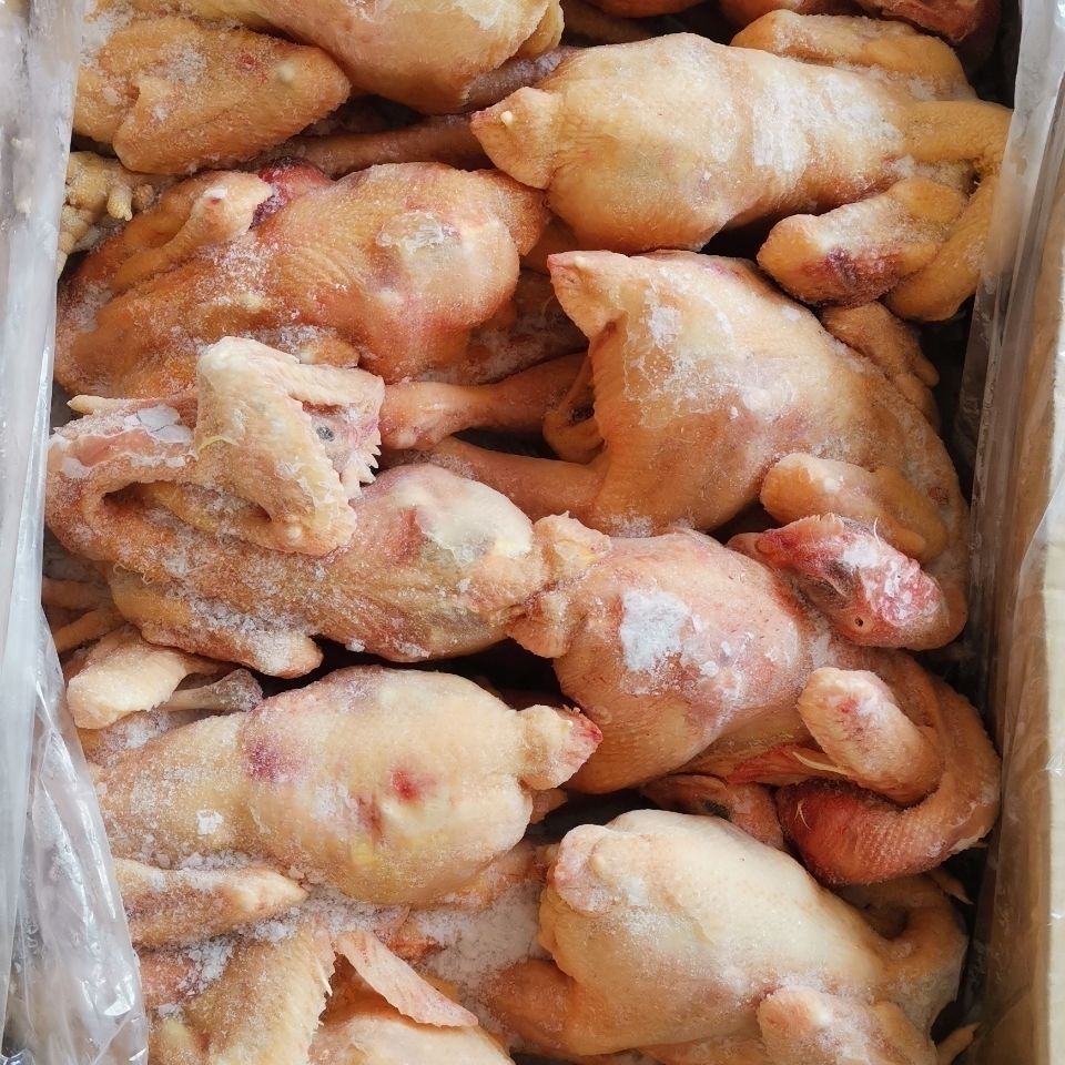冷冻生鲜三黄鸡残鸡二级白条鸡农家散养鸡笨鸡走地鸡19斤炸鸡次鸡