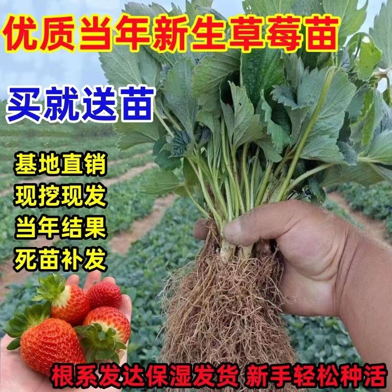一件代发草莓秧苗红颜草莓奶油草莓苗白草莓盆栽基地电商批发