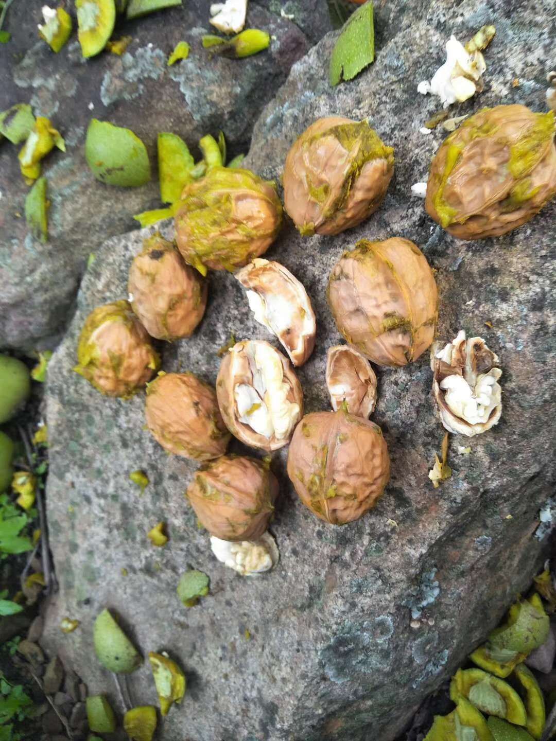 2500克新鲜核桃湿核桃去青皮绿皮生核桃鲜核桃薄皮嫩新黑桃新货