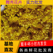 菊花云南昆明鲜花切花昆明直发菊花黄菊花白菊花批发清明节花