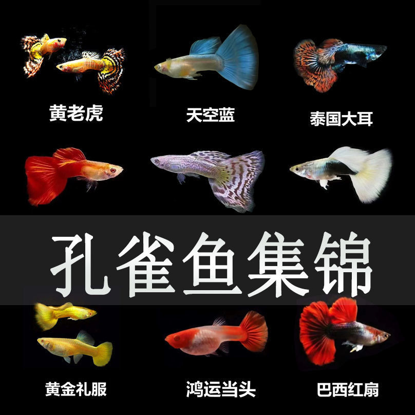 孔雀鱼活体纯种小型鱼热带观赏鱼胎生鱼新手入门易养凤尾鱼包邮