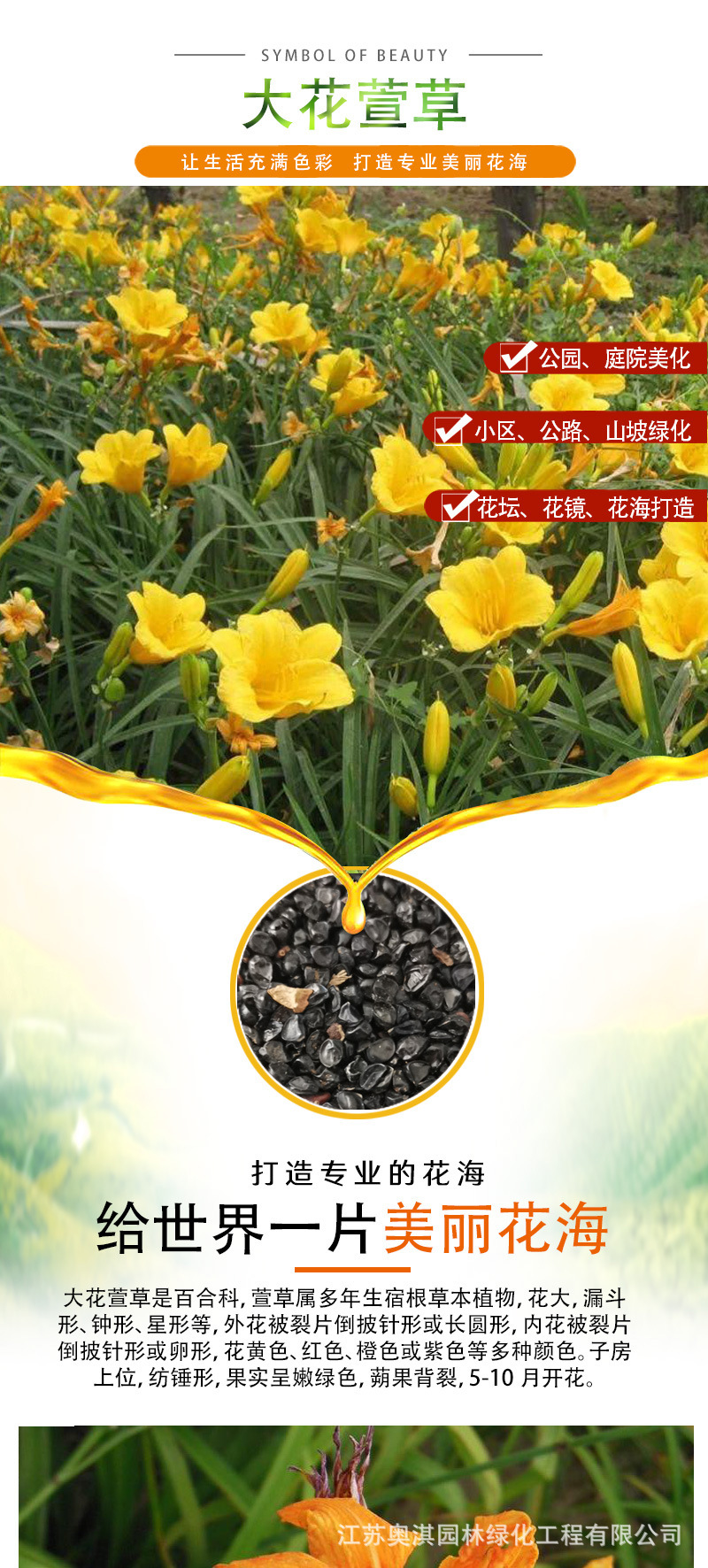 大花萱草种子金娃娃花种四季开花易活室外农庄户外道路多年生花籽