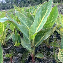 水生旱生美人蕉 花叶亮叶美人蕉 四川景观园林绿化水生植物盆栽