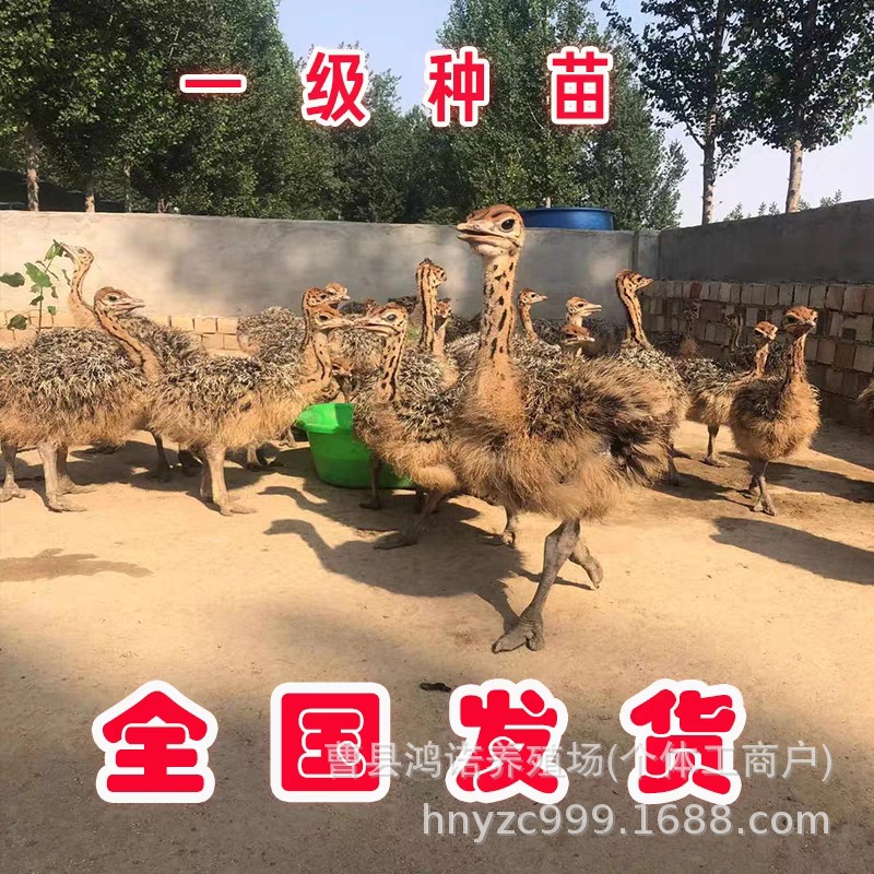 大量批发出售非洲鸵鸟苗鸵鸟幼鸟活体 能下蛋的种鸵鸟 小鸵鸟活体