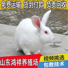 50只肉兔养殖效益怎么样 山东厂家大量批发高产伊拉肉兔 送货上门