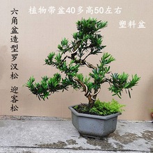 迎客松雀舌小罗汉松园艺盆景树桩盆栽 桌面阳台植物四季常青绿植