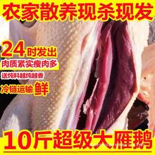 大超大老鹅雁鹅大鹅鹅肉多包瘦肉送料新鲜鹅10散养斤大鹅整只白鹅