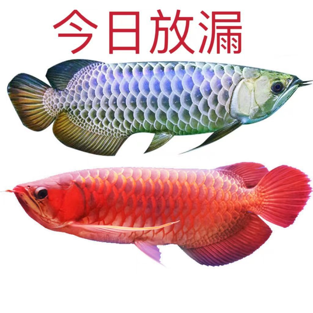 渔场捡漏直发金龙鱼红龙鱼七彩银龙鱼苗热带观赏鱼苗-阿里巴巴