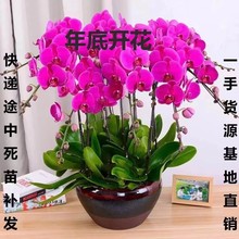 新大花蝴蝶兰盆栽花苗带花剑客厅室内阳台植物花卉四季好养活跨境