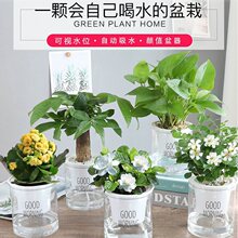 栀子花盆栽花卉植物室内花阳台带花苞绿植盆栽好养活四季开花植物