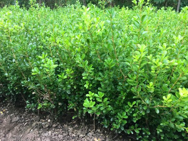 新采黄杨种子瓜子黄杨小叶黄杨绿化行道林木苗木植物高芽率-阿里巴巴