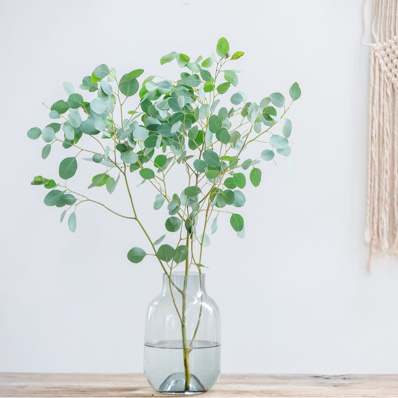 云南直发新鲜圆细叶尤加利叶大束雪柳鲜切枝家用水养插花室内干花