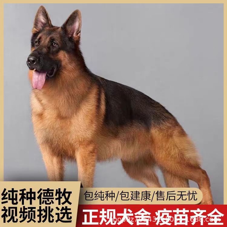 德国牧羊犬幼犬价格德国牧羊犬幼犬活物幼崽德牧幼犬纯种活体狗