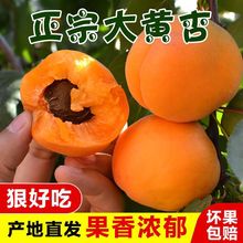 杏子水果新鲜应季酸甜陕西大黄杏子1/6/10斤现摘金太阳整箱批发