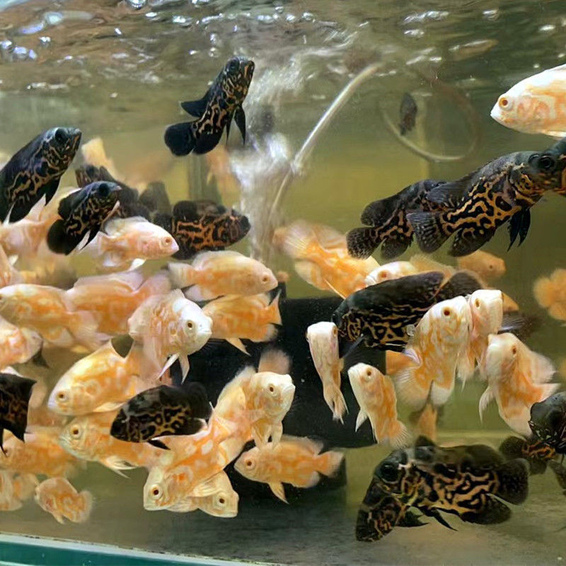 黑白地图鱼活体花猪鱼猪仔鱼大型热带观赏鱼招财鱼银龙鱼鹦鹉鱼