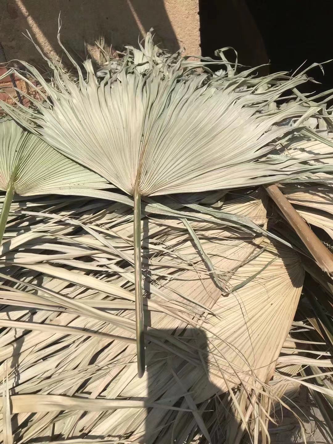 干花蒲葵叶干蒲扇棕榈叶婚礼造型软装空间陈列美学设计未修剪扇子