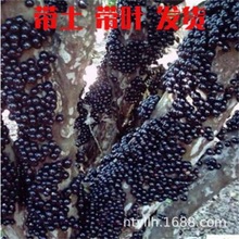 嘉宝果树苗沙巴四季早生台湾树葡萄苗盆地栽南北种植果树当年结果