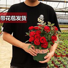 玫瑰花红苗四季开花不断月季花盆栽带花苞发货带盆带土成品阳台卉