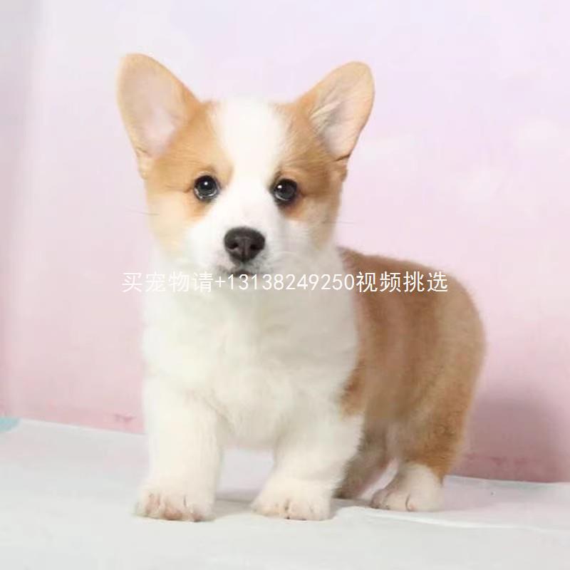 纯种柯基幼犬出售活体家养柯基小型双色三色威尔士柯基犬宠物狗狗