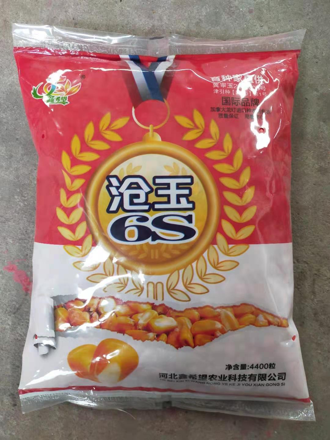 玉米杂交种沧玉6s 大穗玉米种子 粮食蔬菜种子批发