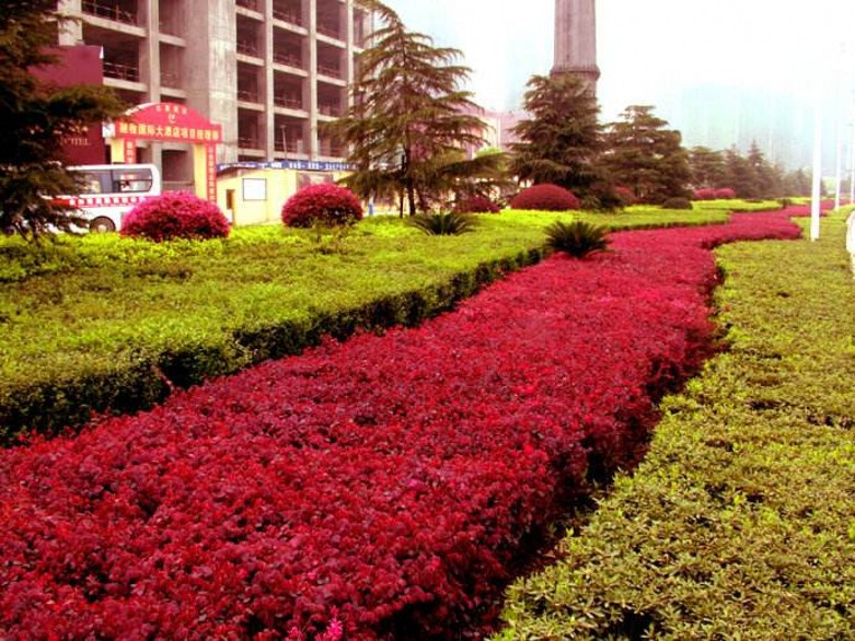 批发红继木 红继木小苗 红花继木球造型红继木价格 绿化苗木