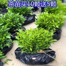 买10颗送5颗茶叶苗安吉白茶黄金芽茶叶树苗普洱茶龙井碧螺茶树苗