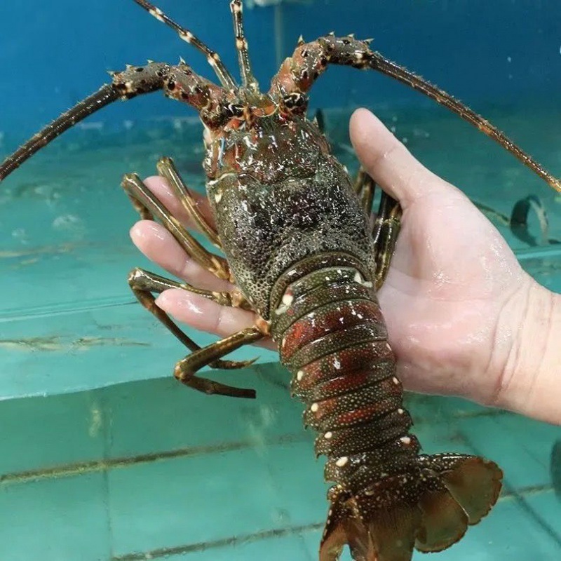 野生鲜活急冻大龙虾小青龙虾澳洲龙虾特大花龙波士顿龙虾-阿里巴巴