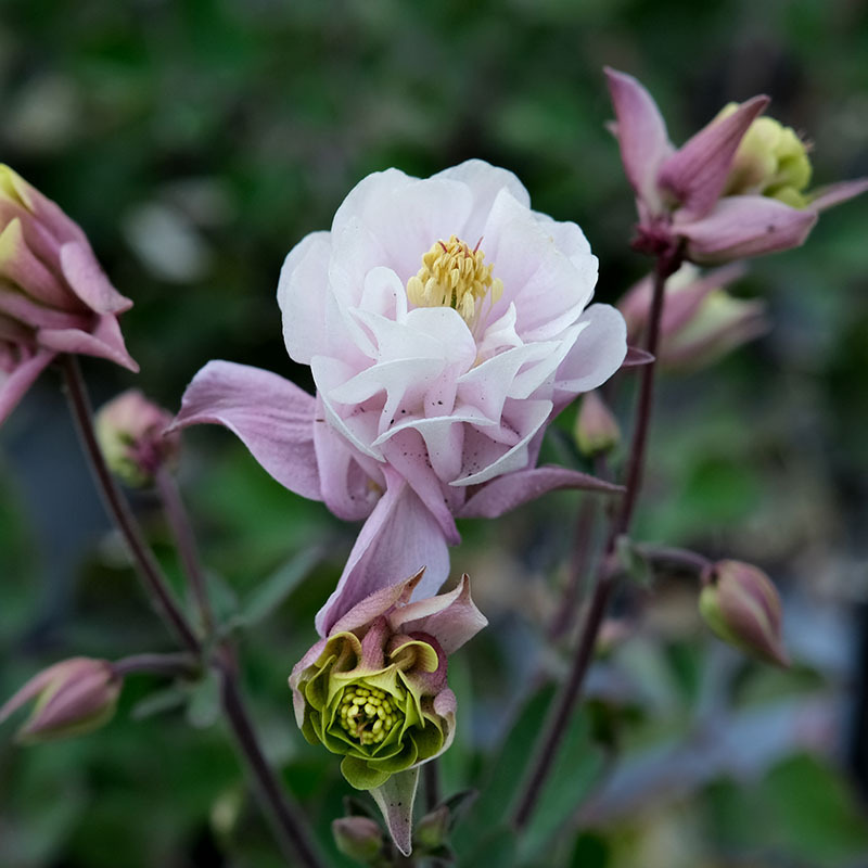 重瓣耧斗菜花苗花种子籽苗多年生四季种开花室内外阳台庭院盆栽